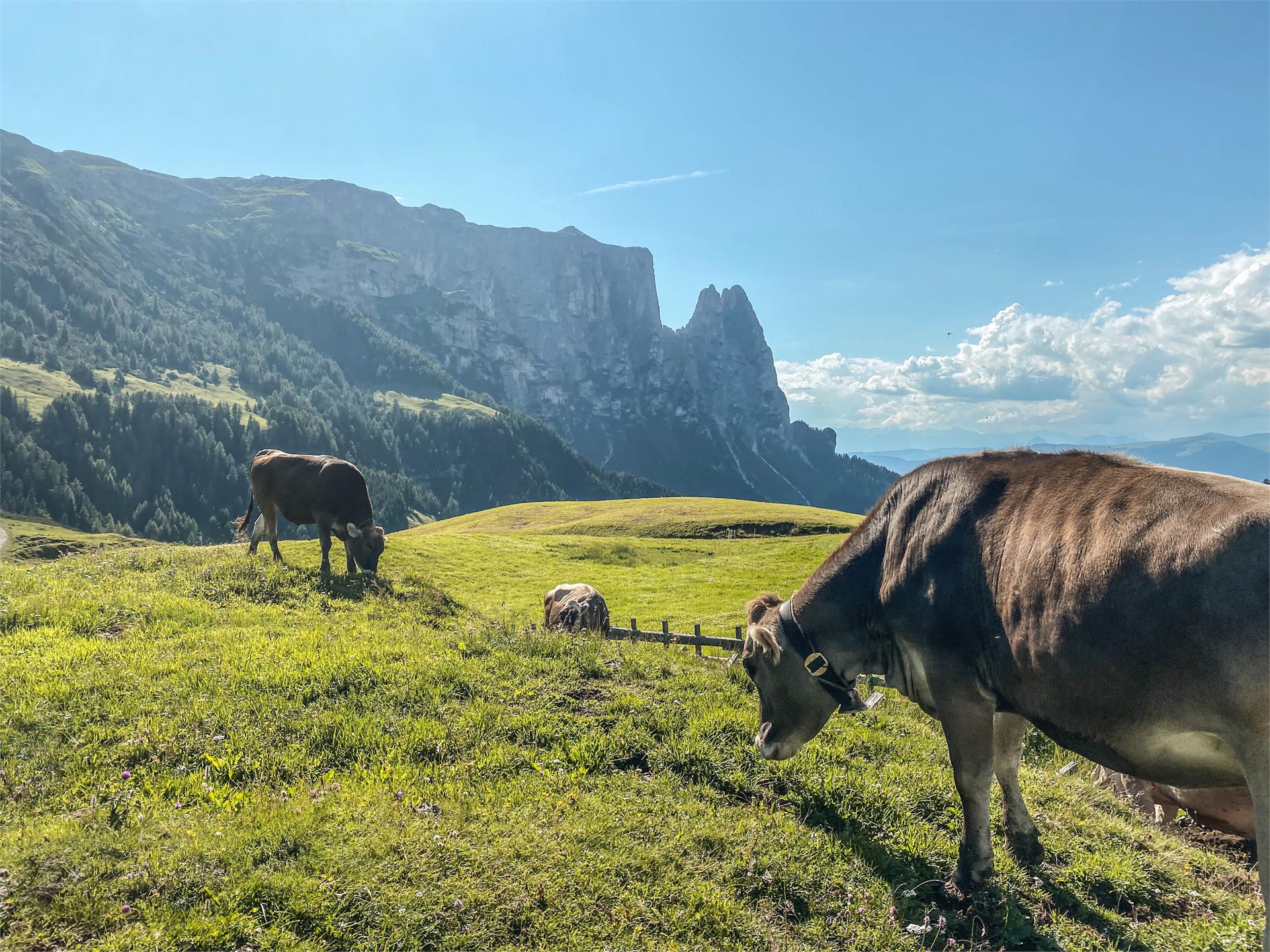 Kreuzerhof Kastelruth 16 suedtirol.info