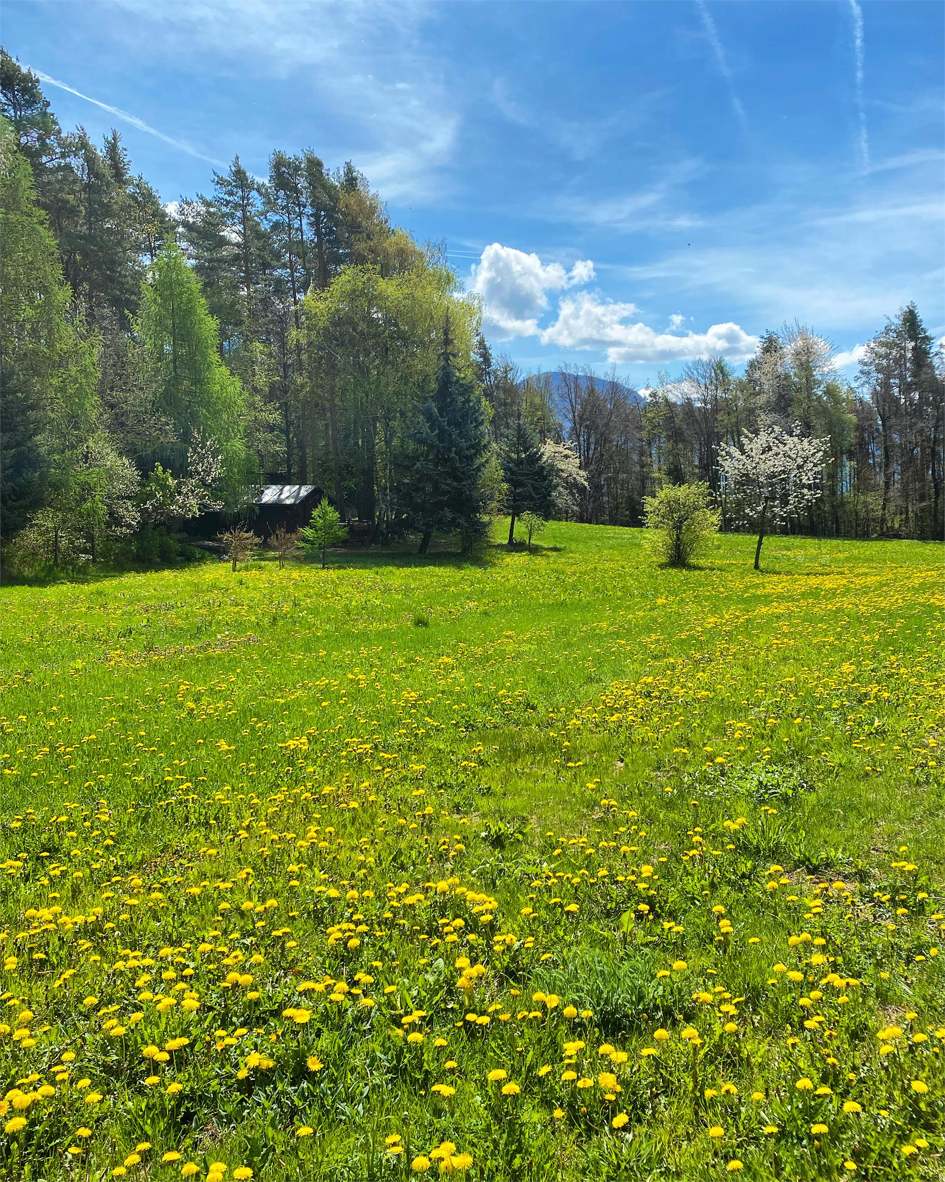 Lärchenwiesenhütte Kurtatsch an der Weinstraße/Cortaccia sulla Strada del Vino 11 suedtirol.info