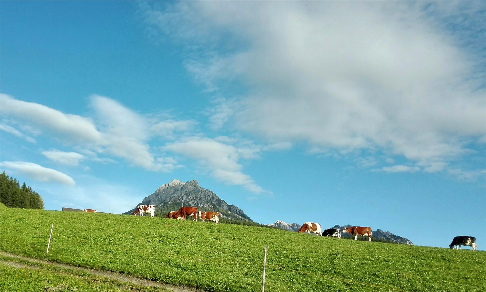 Lü de Terza San Vigilio 16 suedtirol.info