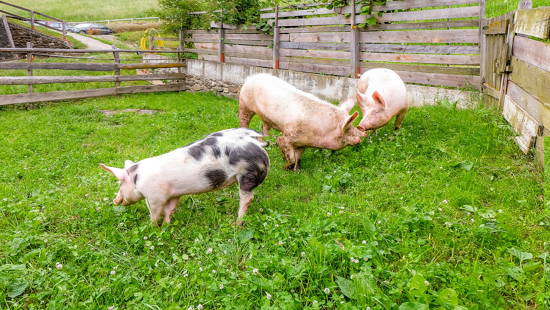 I nostri maiali