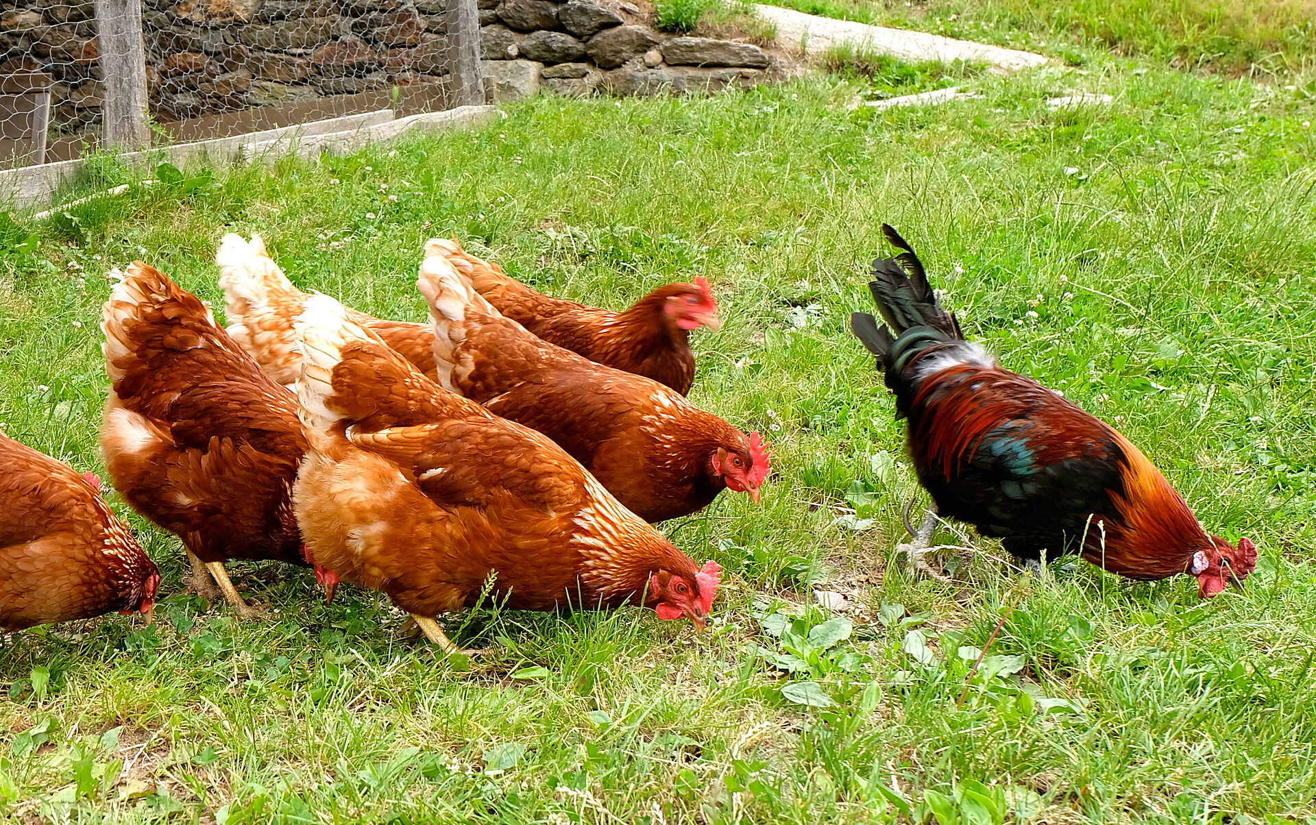 Ogni giorno uova fresche di galline ruspanti