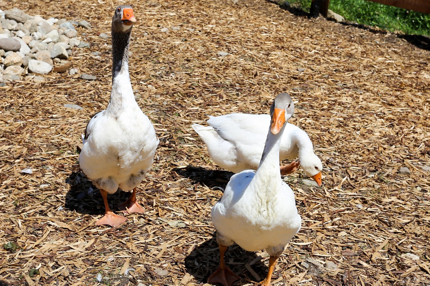 Gänse
