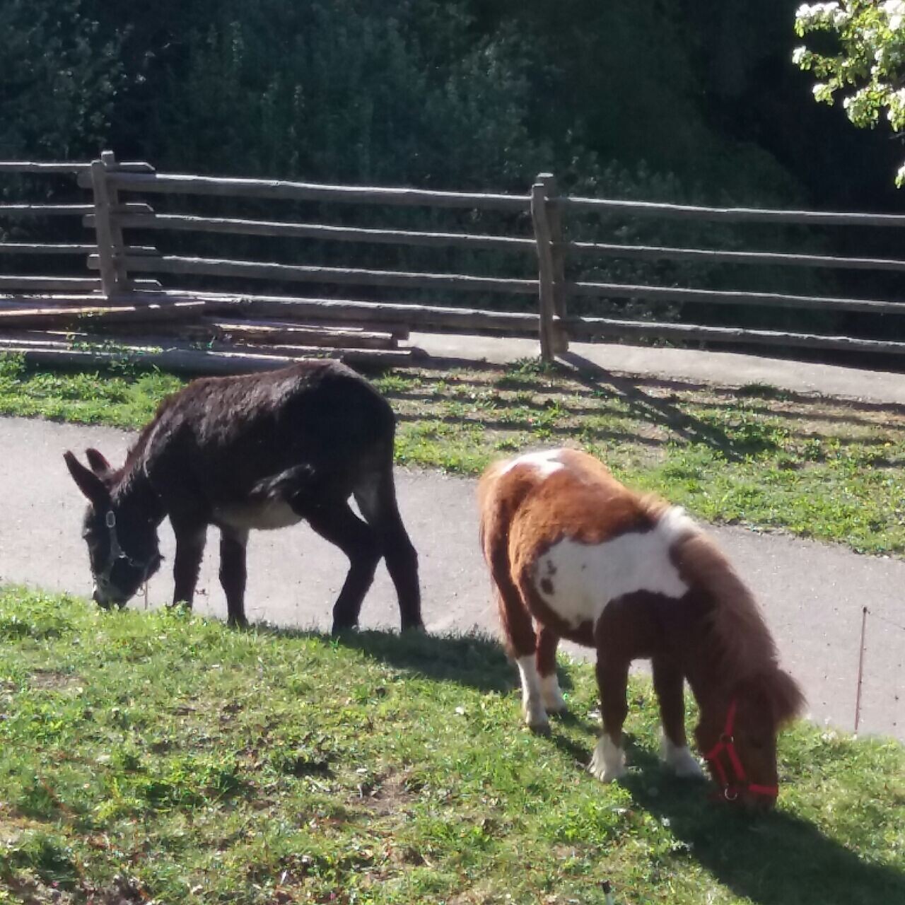 Esel und Pony