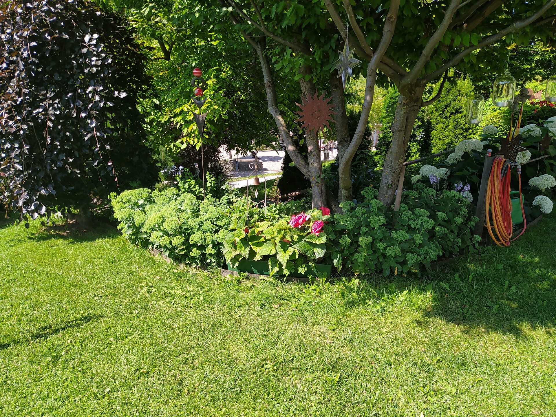 Garden in the summer