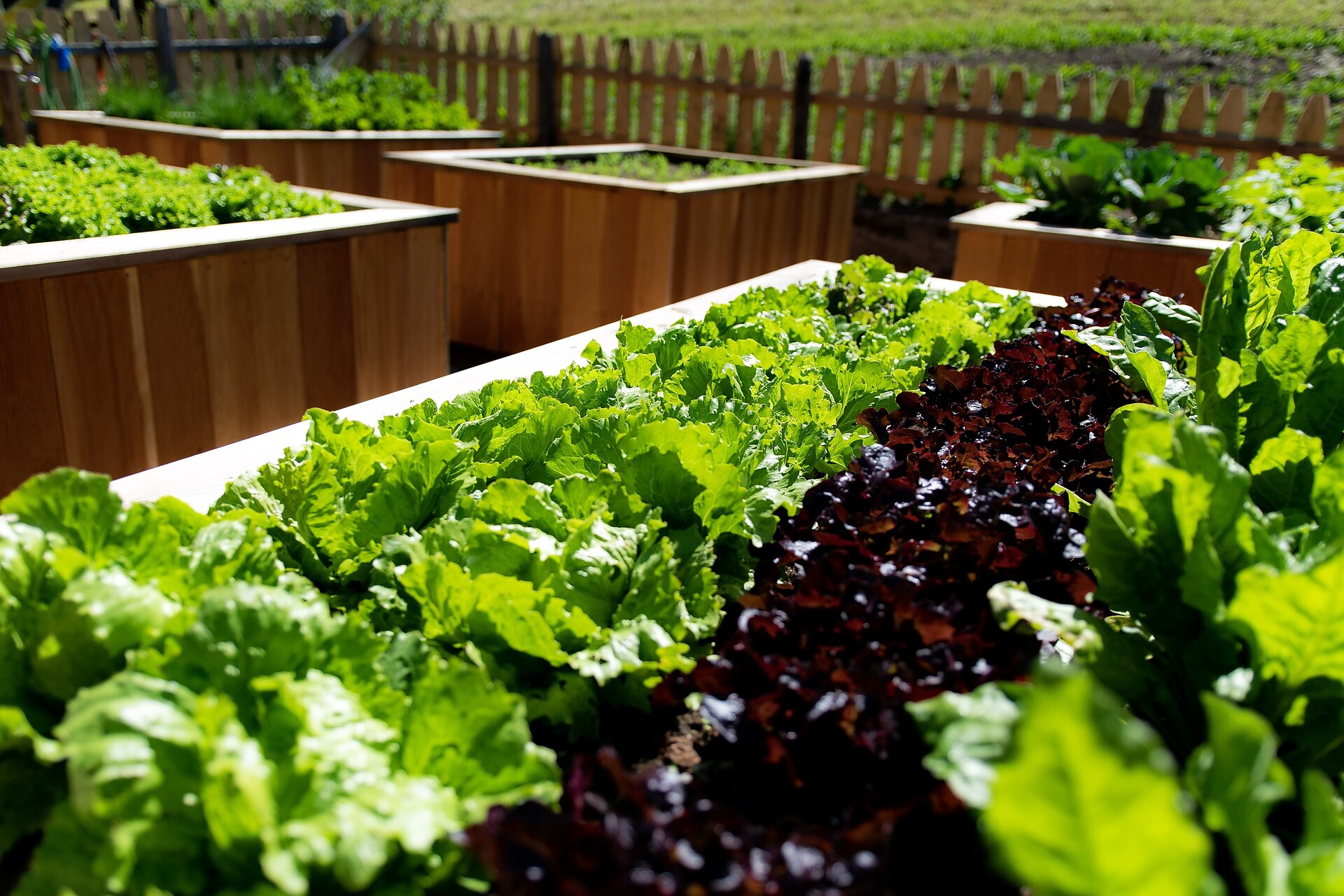 Vegetables in the garden