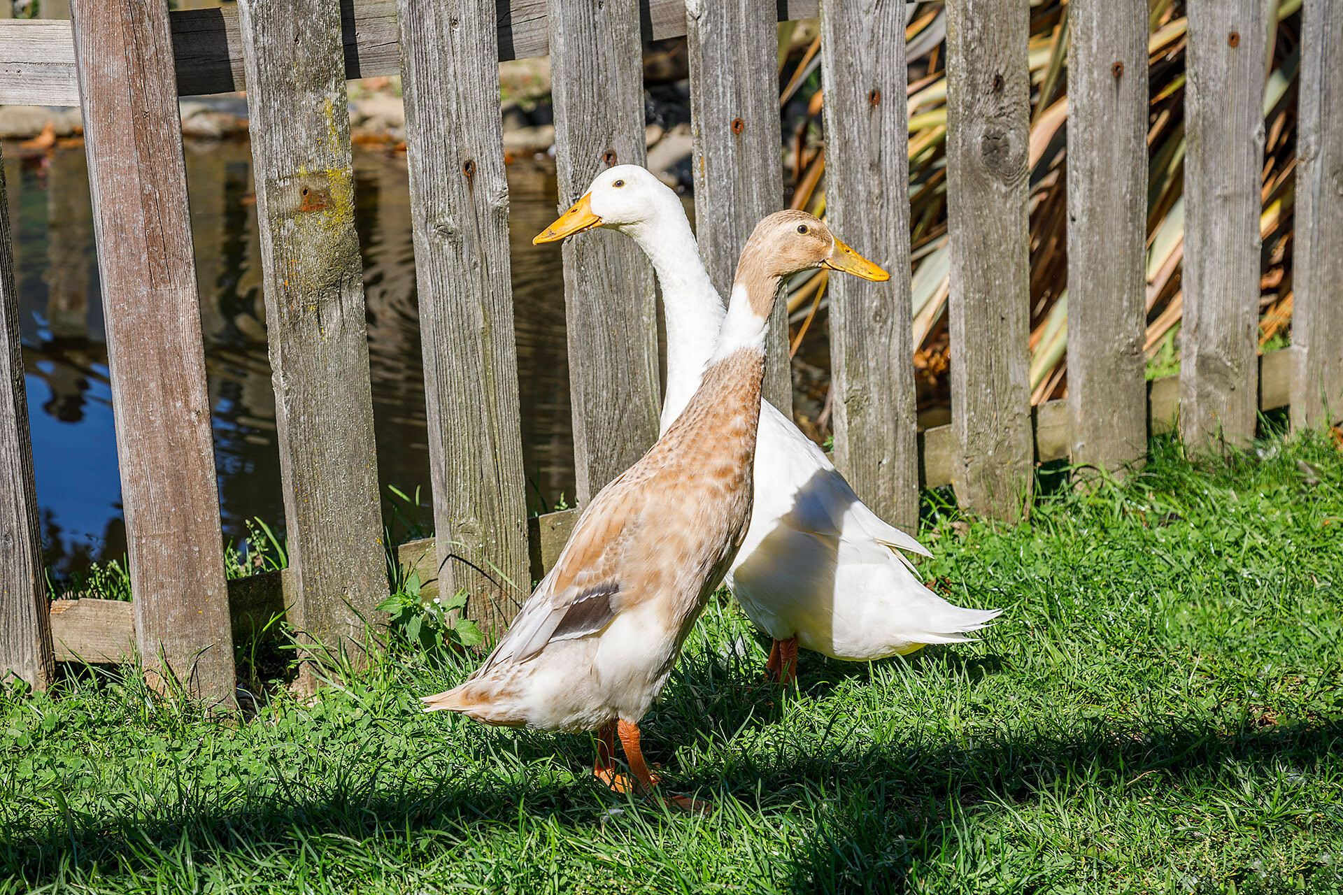 Petting zoo