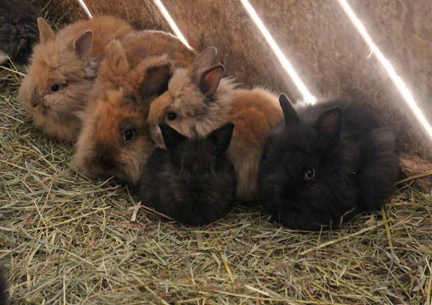 Petting zoo