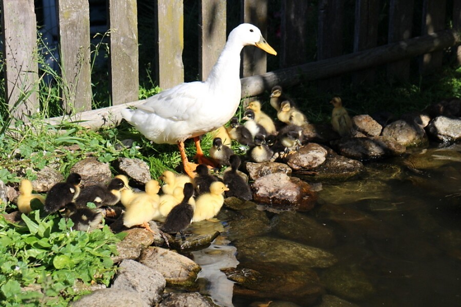 Petting zoo