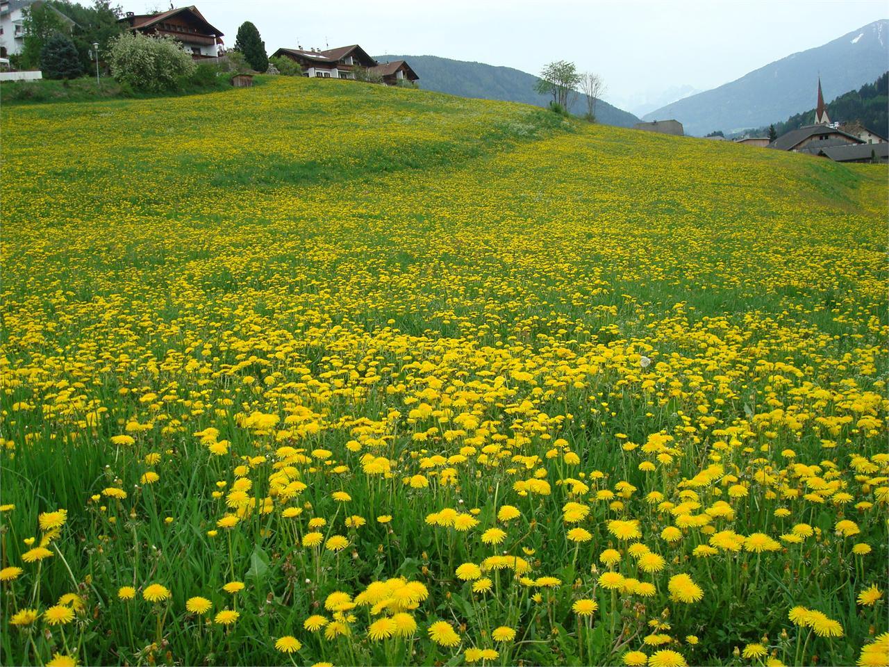 Lindnerhof St.Lorenzen/San Lorenzo di Sebato 8 suedtirol.info