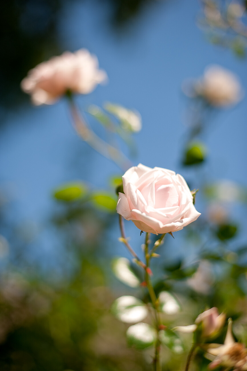 Rosa