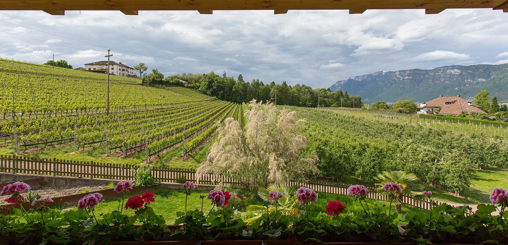 Lavendelhof Eppan an der Weinstraße 20 suedtirol.info