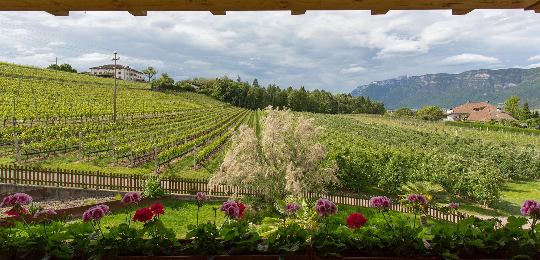 Lavendelhof Eppan an der Weinstraße 20 suedtirol.info