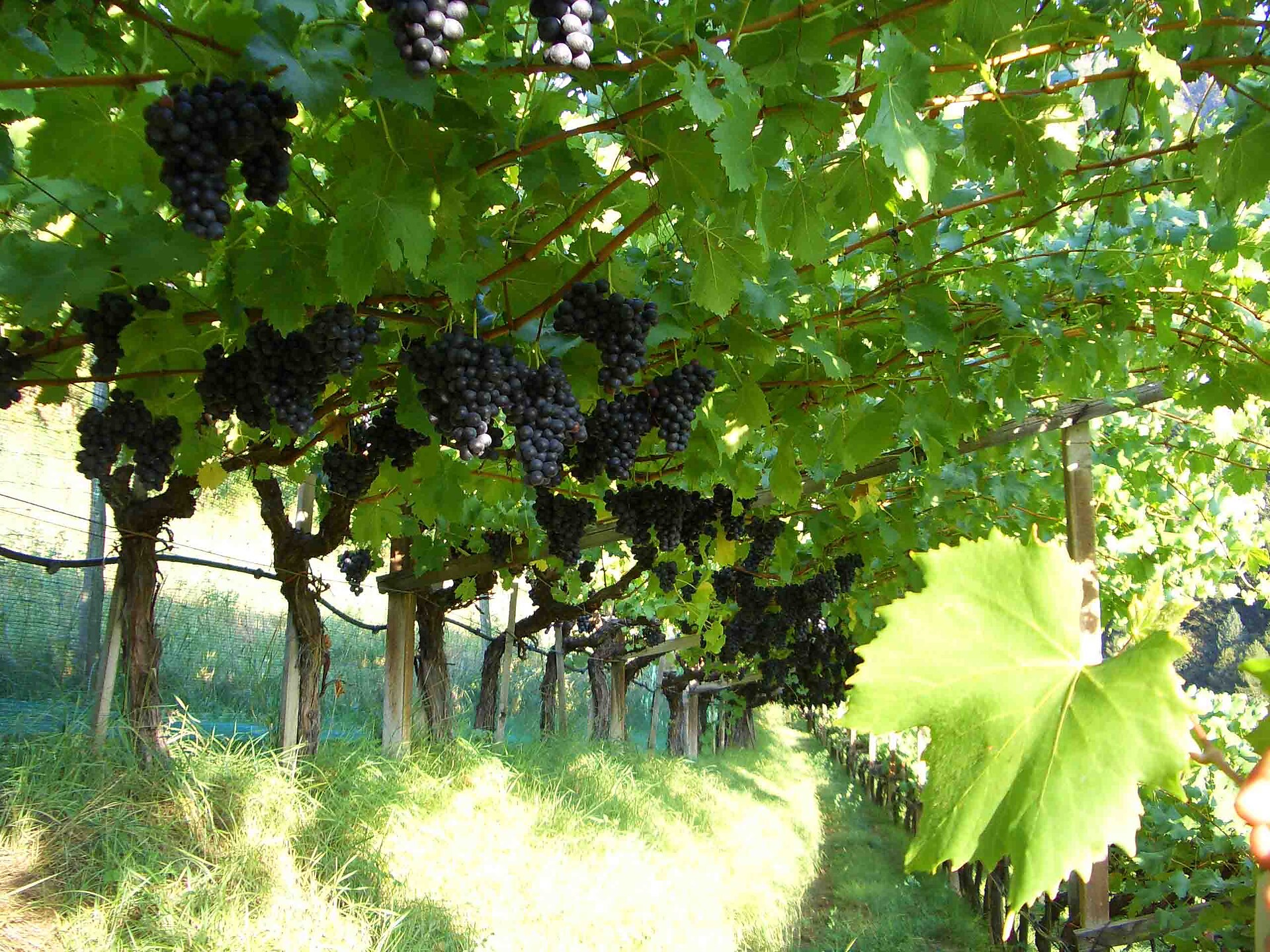 Weingut