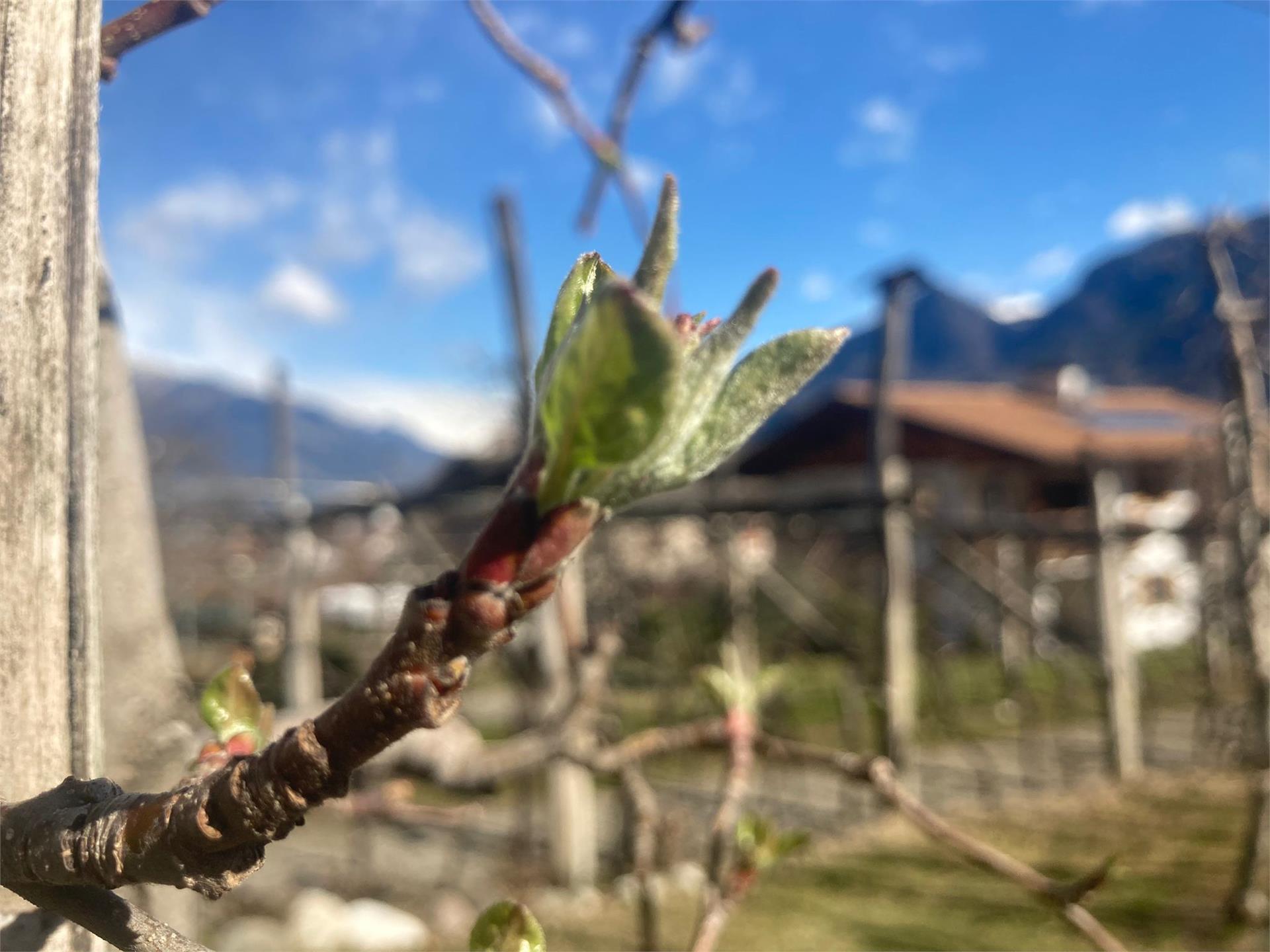 Landhaus Schrentewein Lana 14 suedtirol.info
