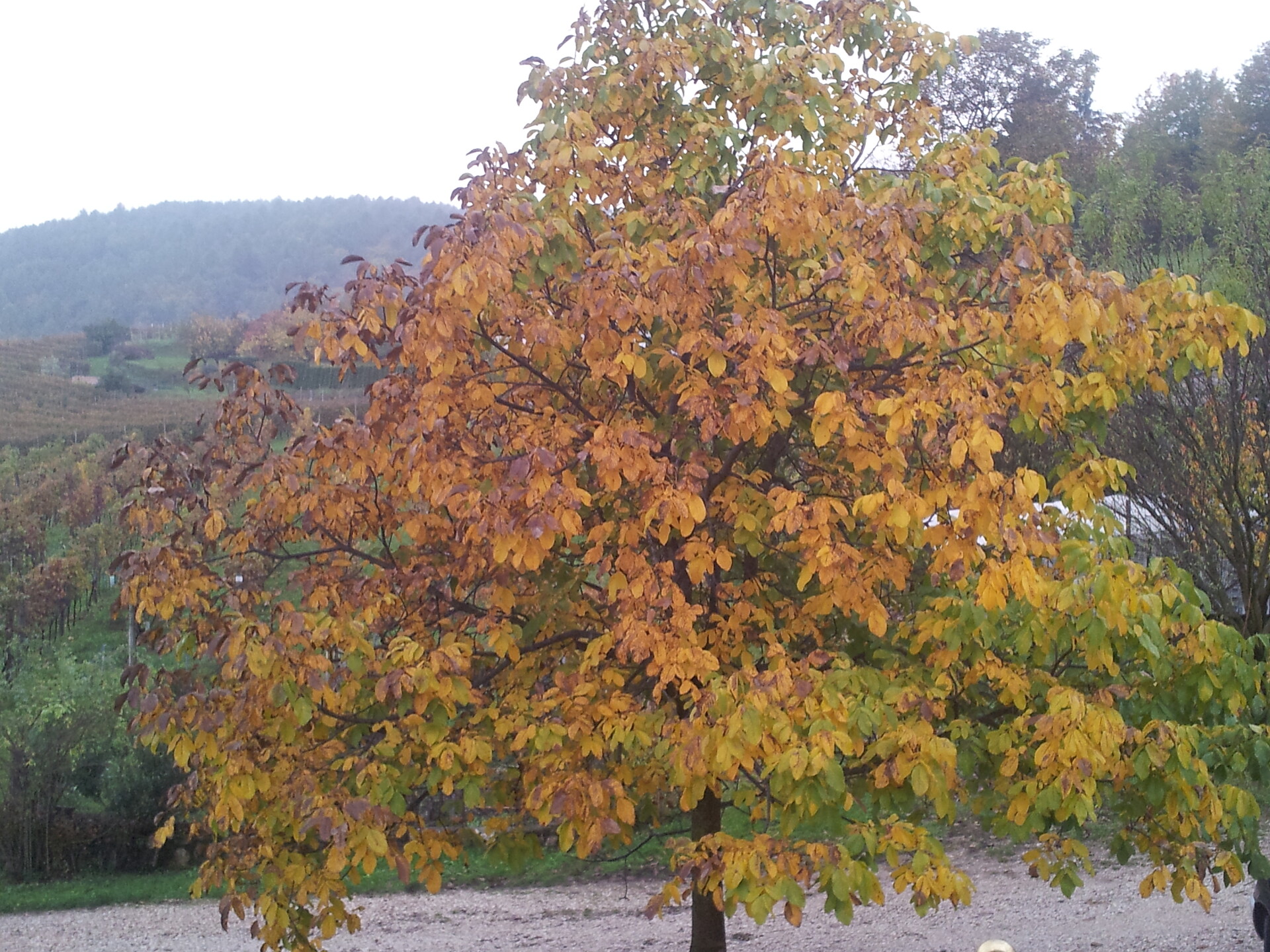 Herbst