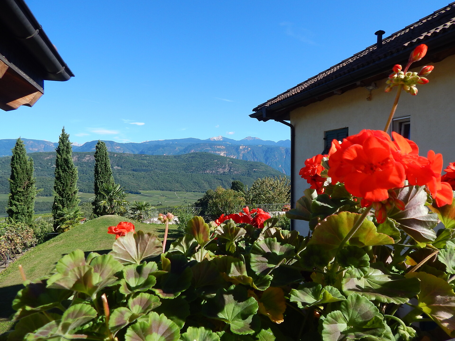 Vitis Ausblick