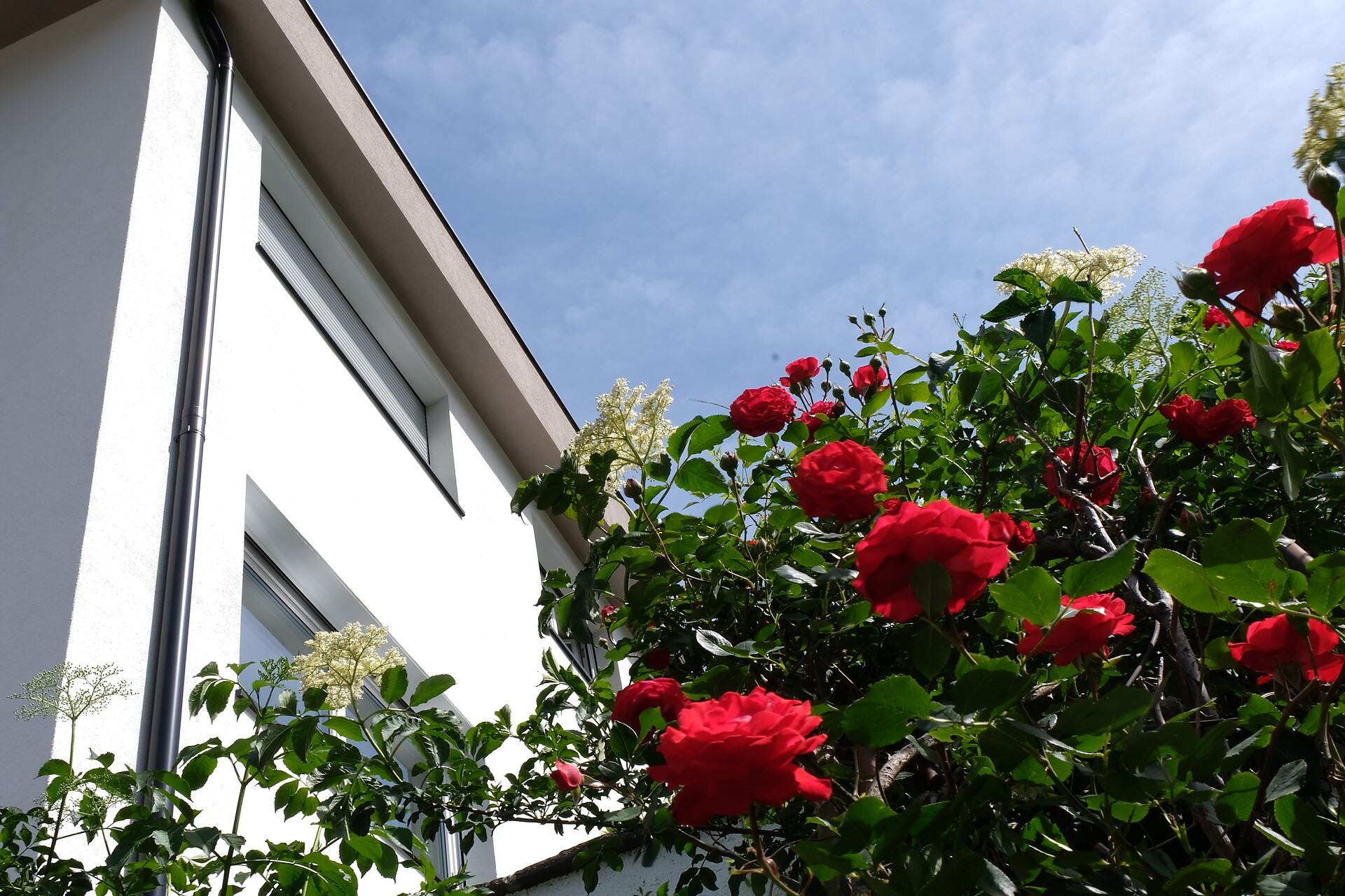 Le rose di Marianne