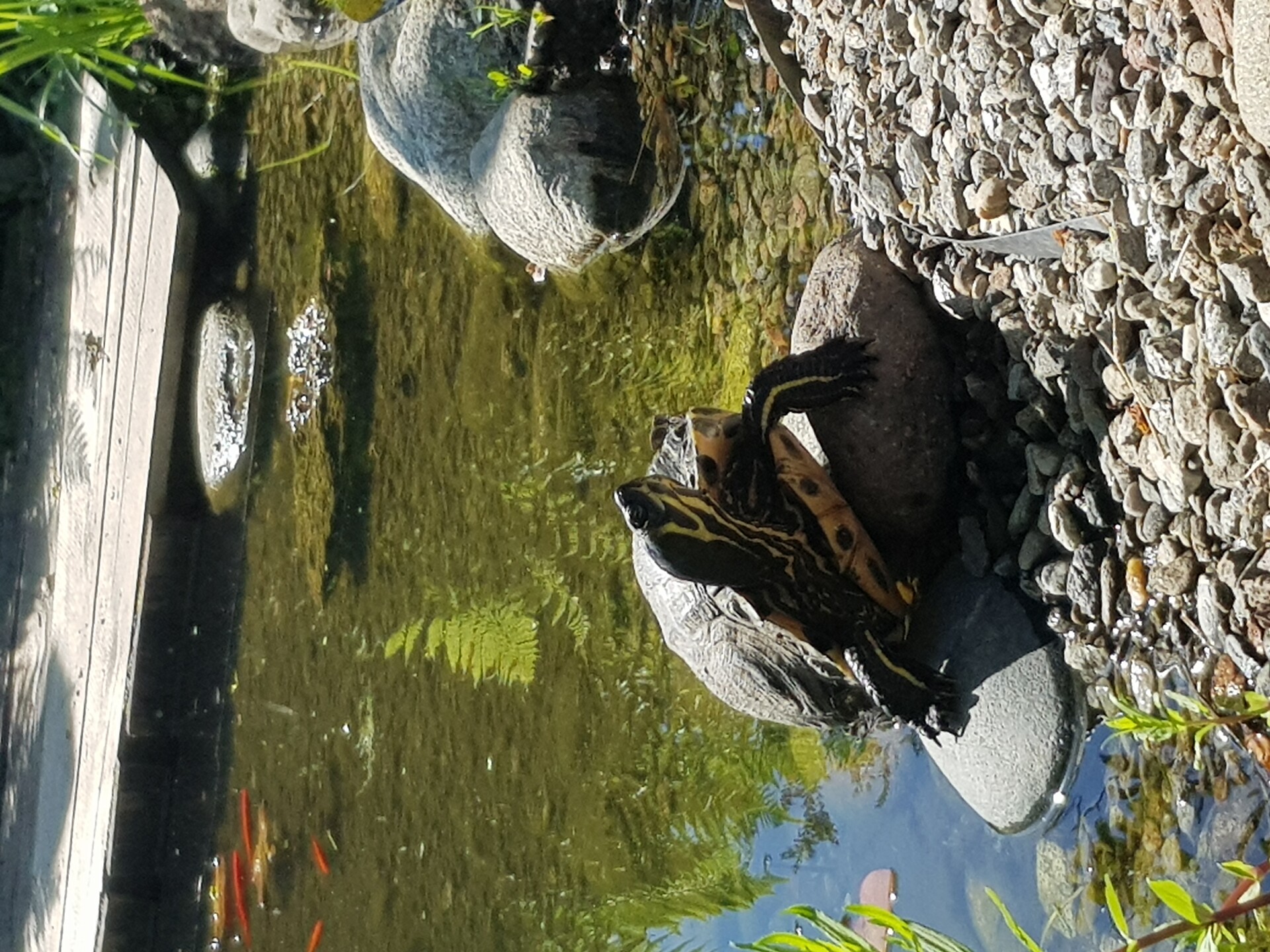 Animali