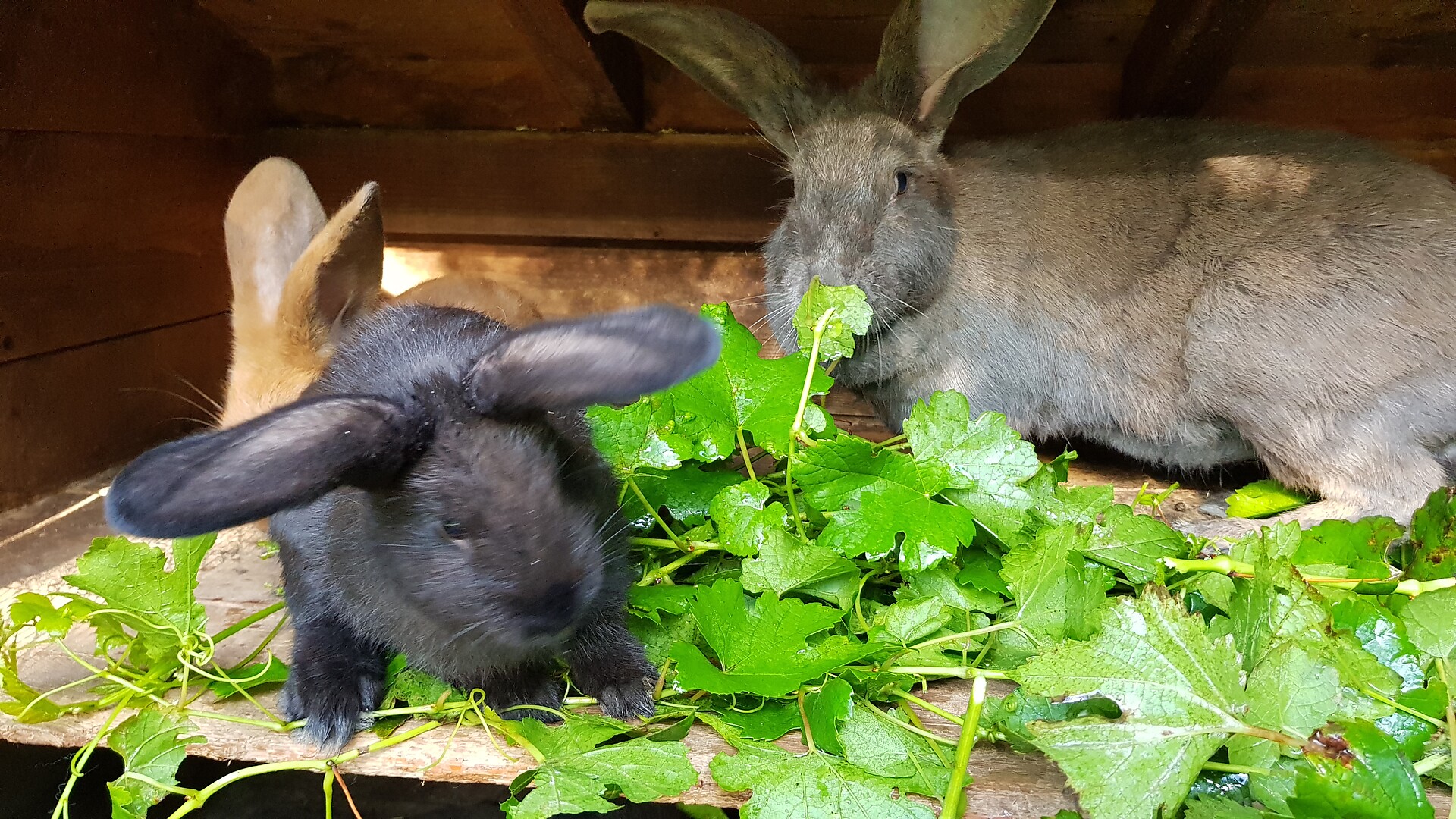 Animali