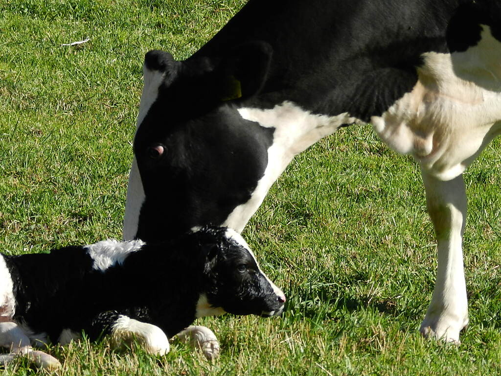 cows on the farm