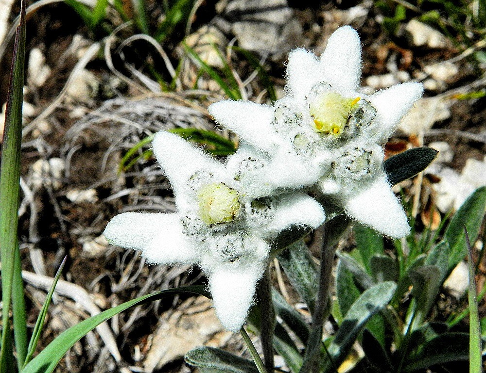 flowers in the Dolomites