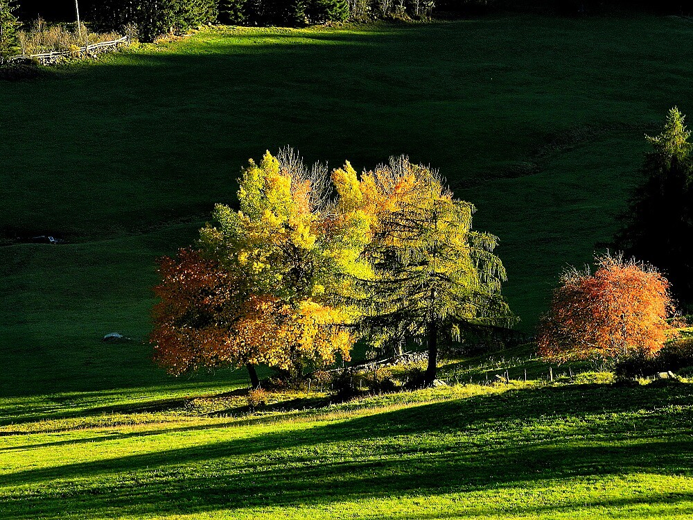autumm on the Ritten