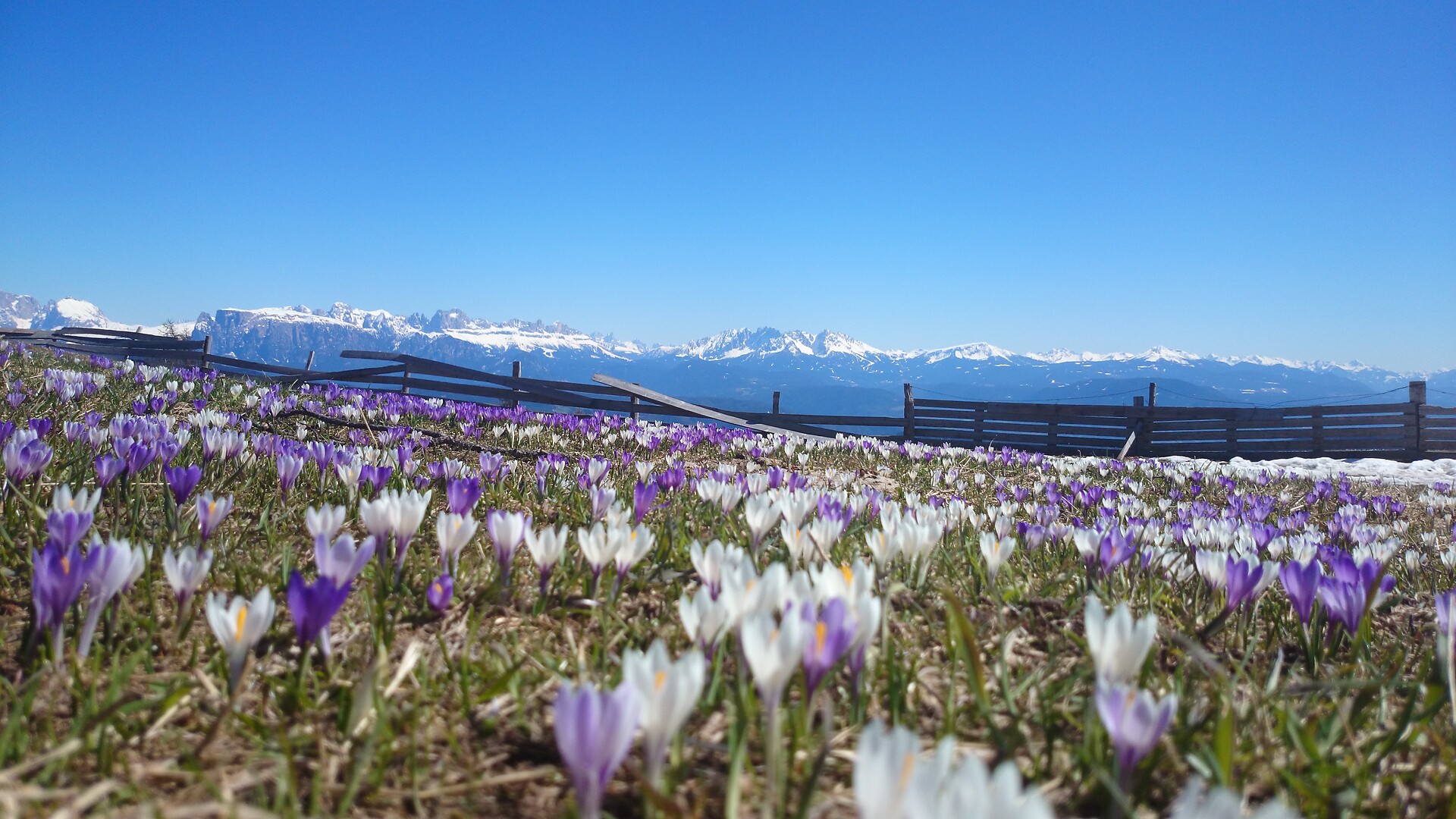 spring