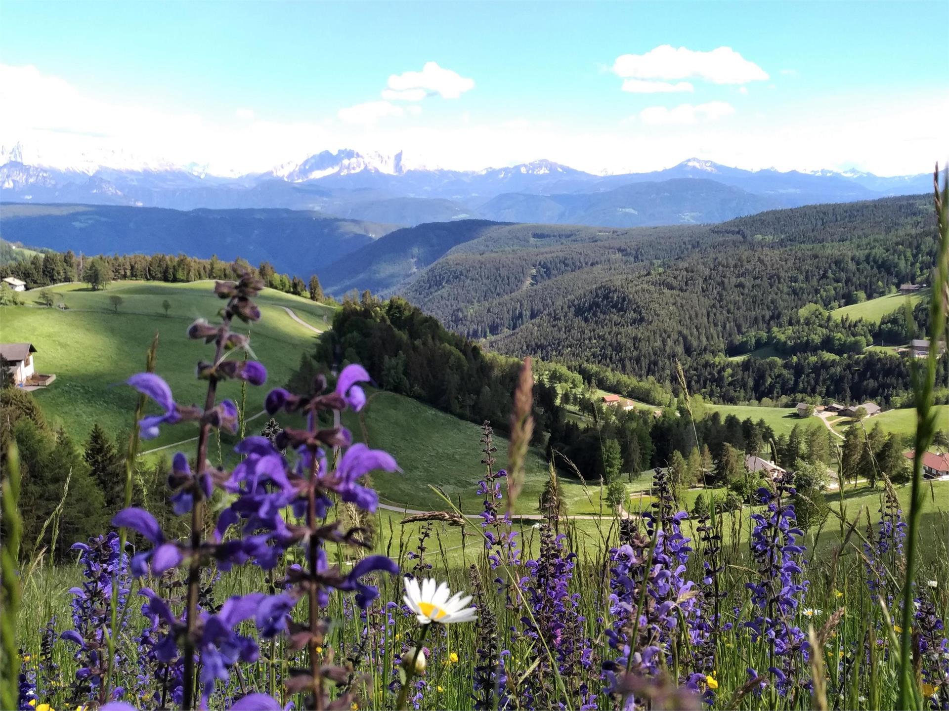 Leitnerhof Jenesien 1 suedtirol.info