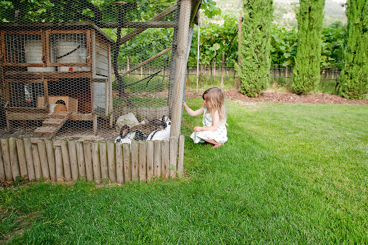 animals