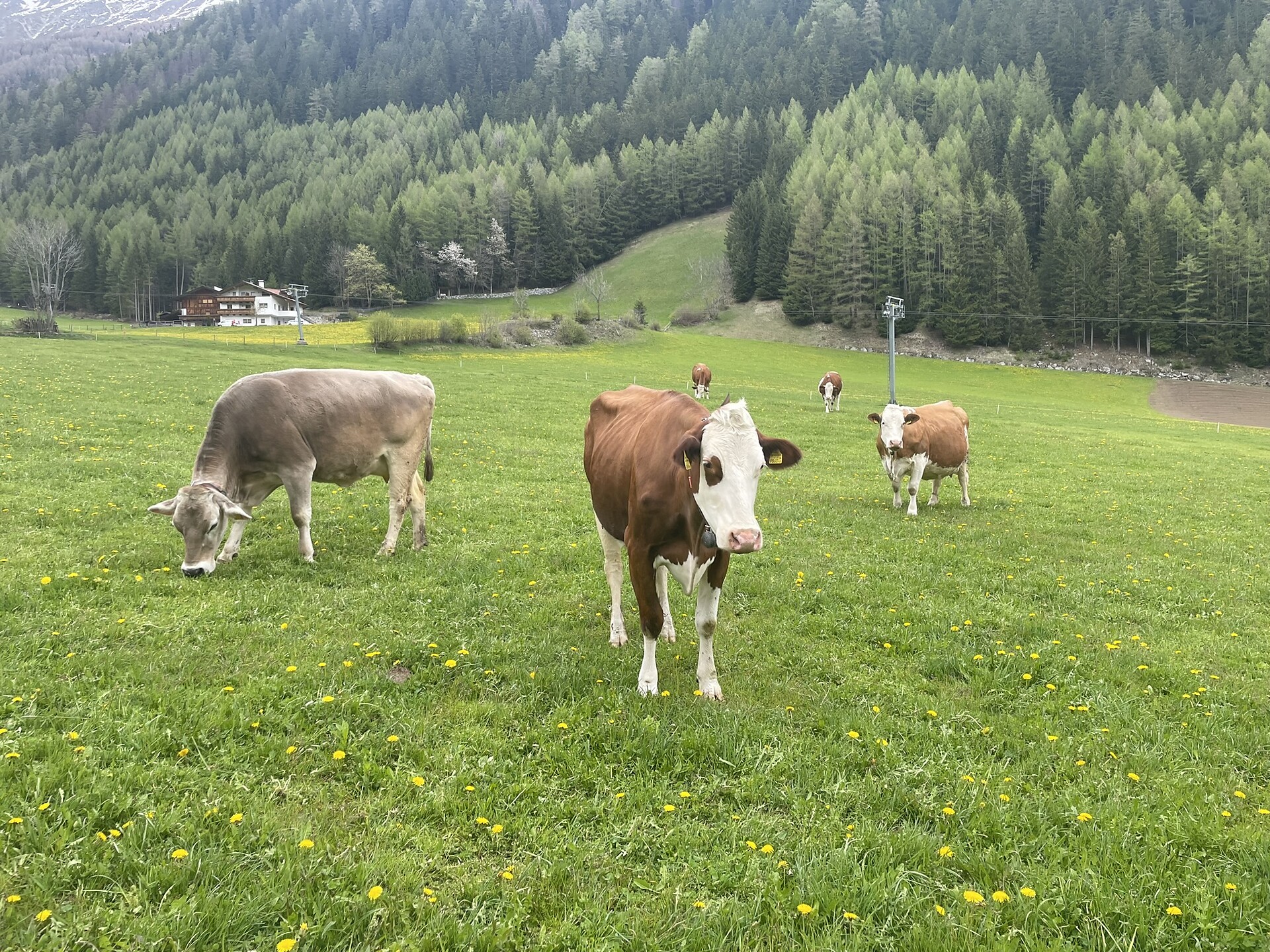 Lechnerhof