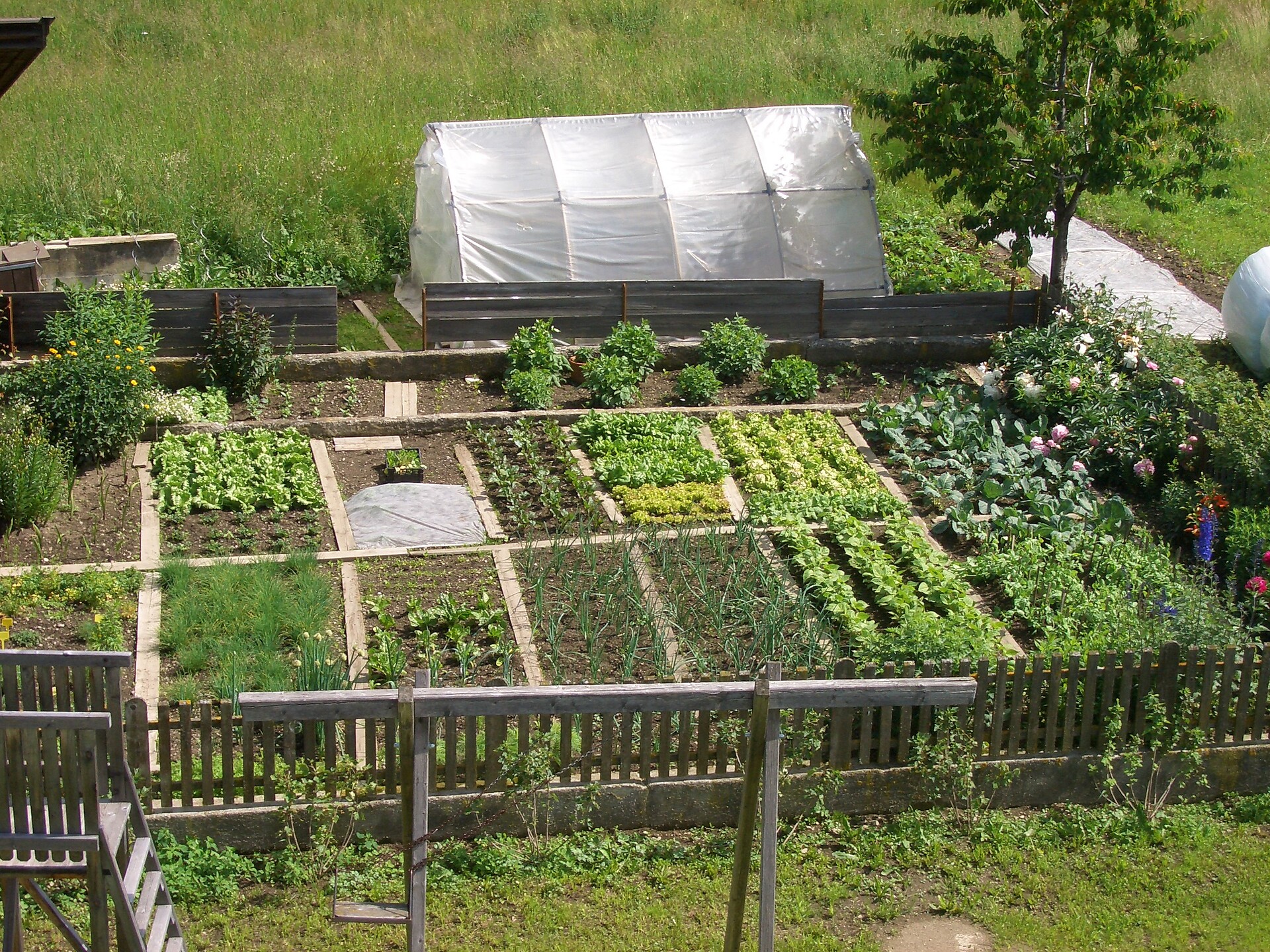 our garden