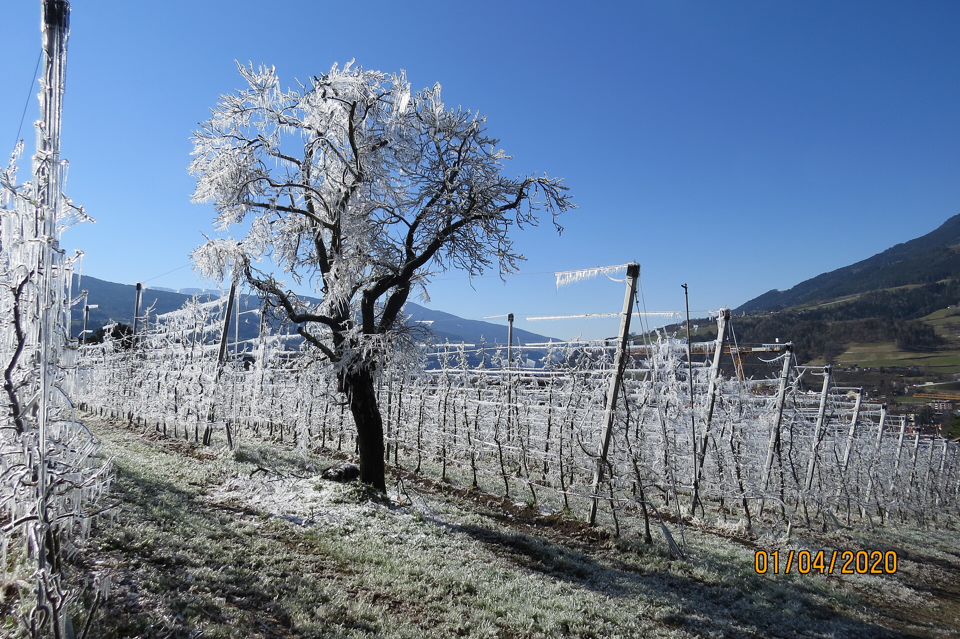 Frostnacht