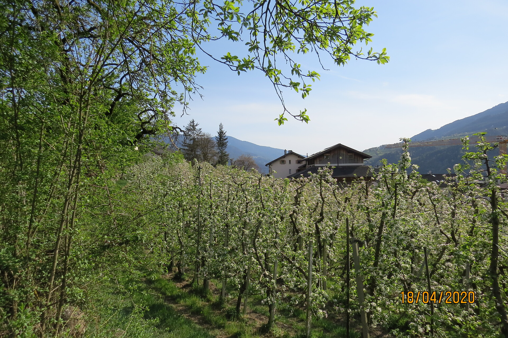 Der Hof im Frühling