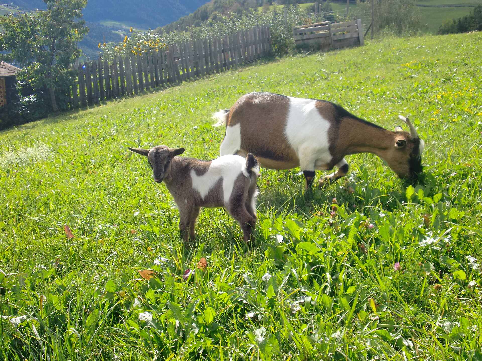 Unsere Tiere