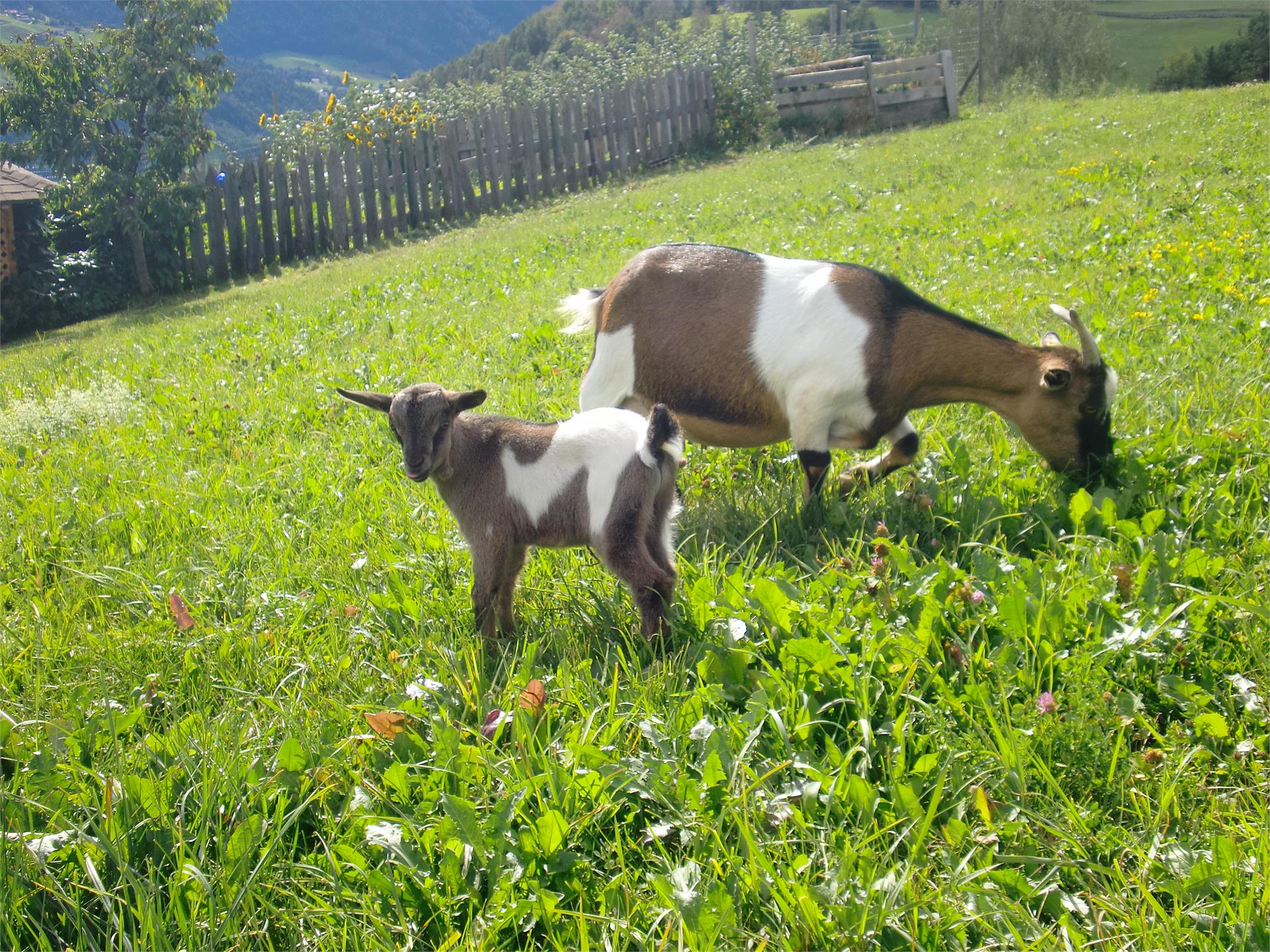 Mongaduierhof Völs am Schlern 13 suedtirol.info