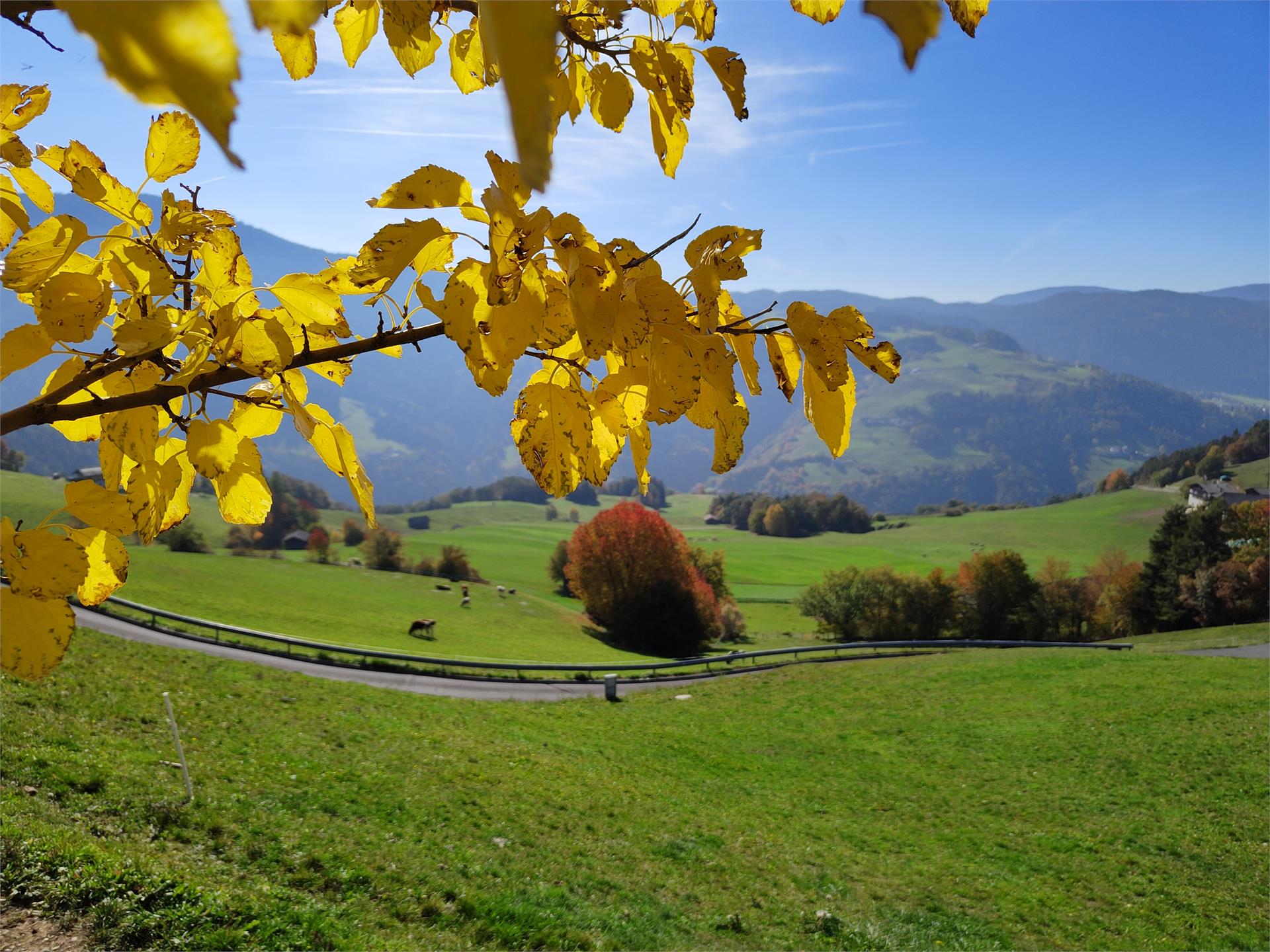 Mongaduierhof Völs am Schlern 16 suedtirol.info