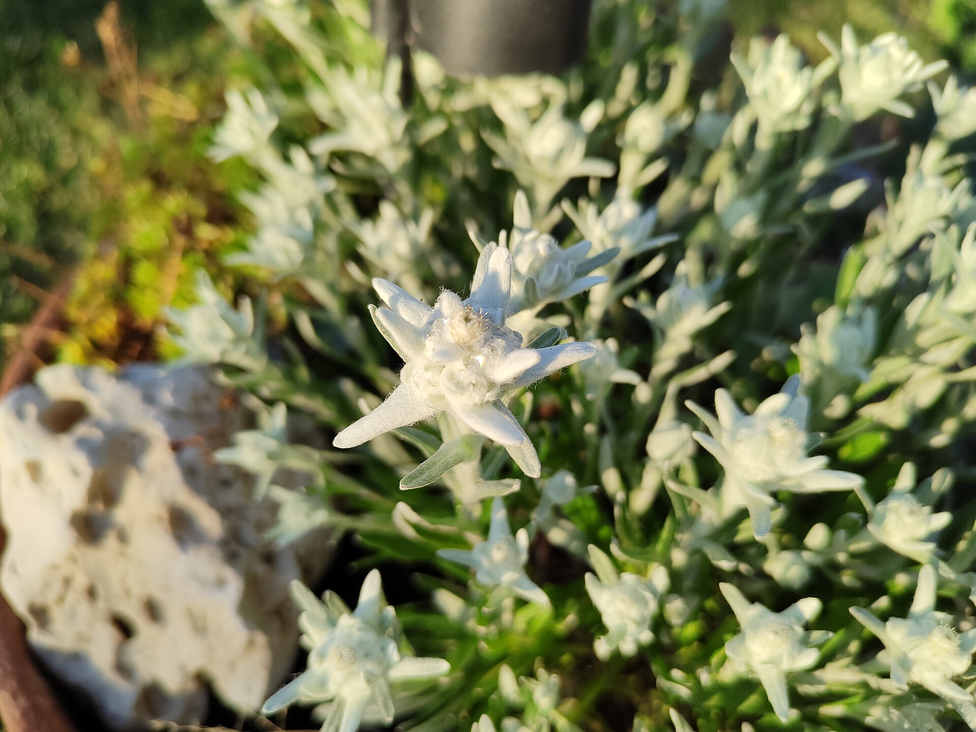 Edelweiss