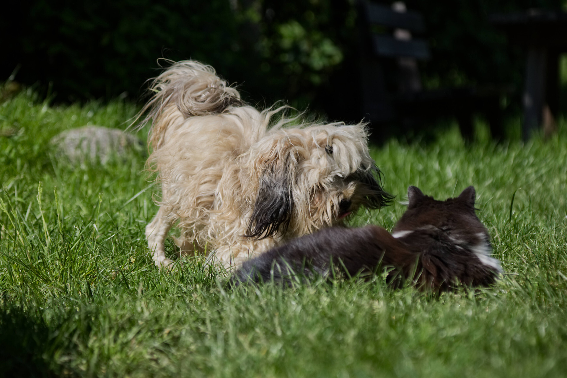 Tiere