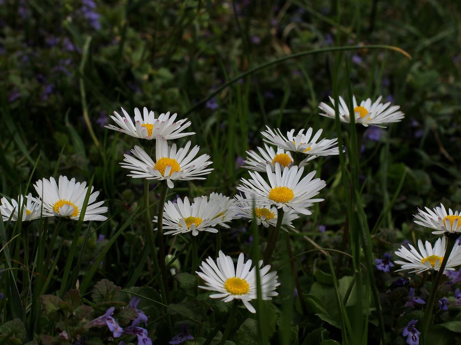 Blumen