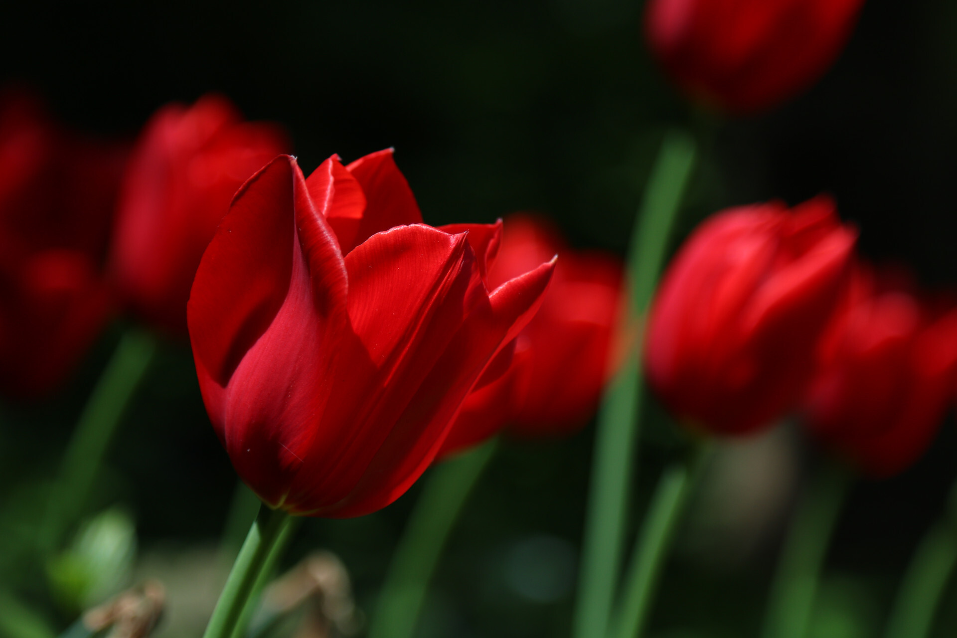 Blumen