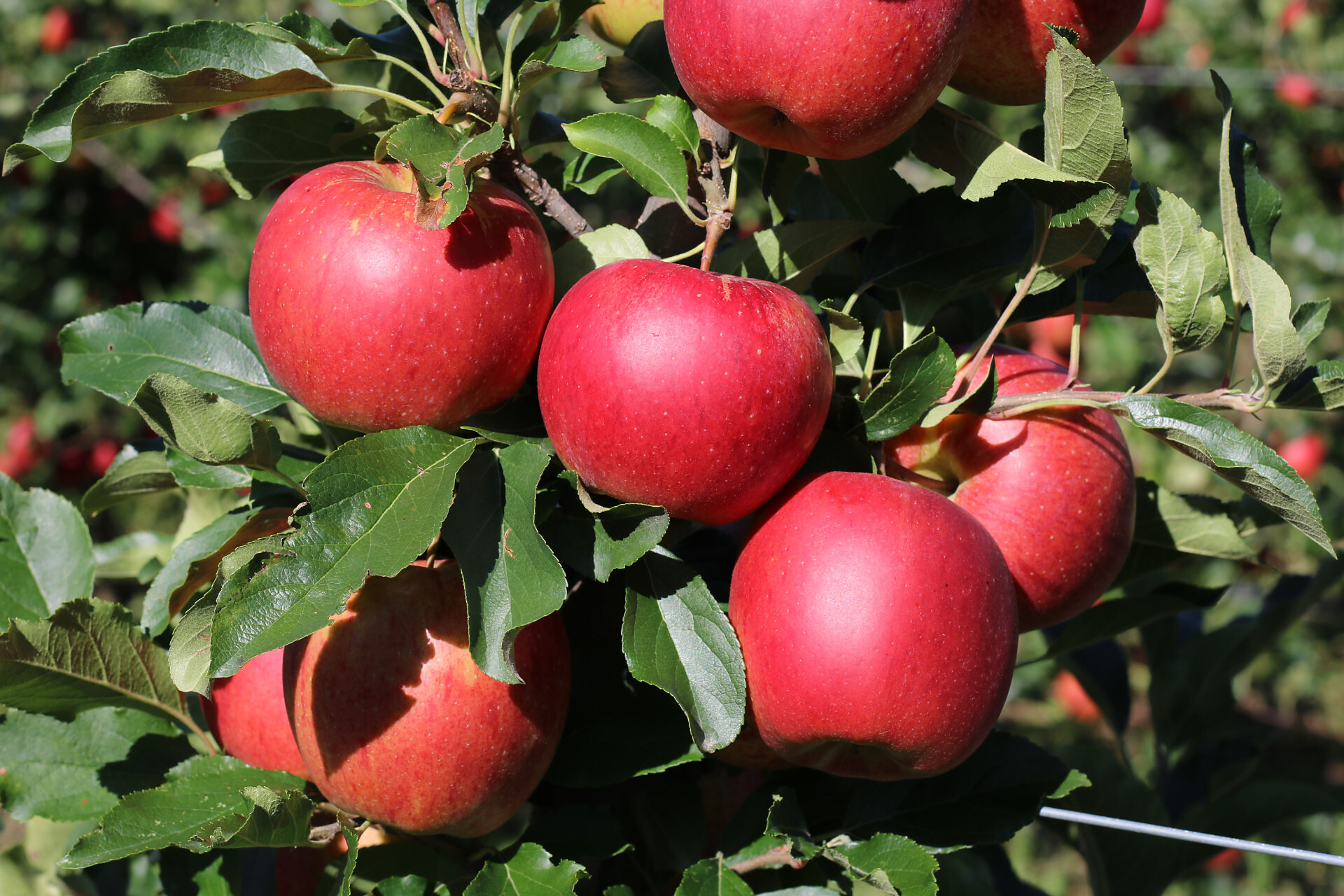 Äpfel