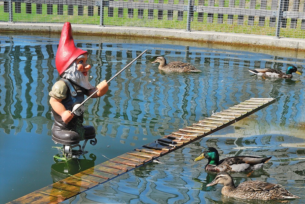 Pond