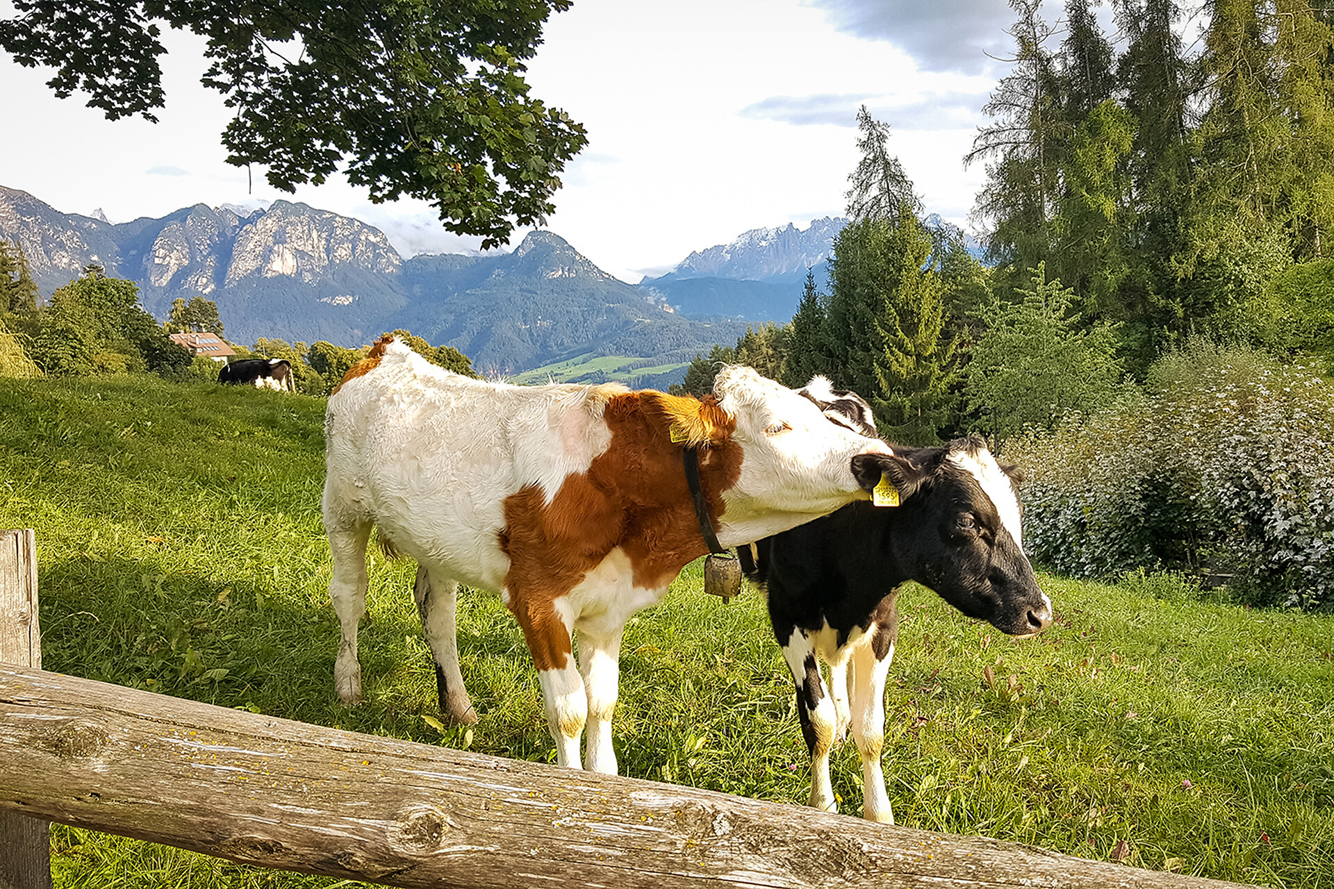 Moosbachhof - Bolzano e dintorni - #11 - suedtirol.info
