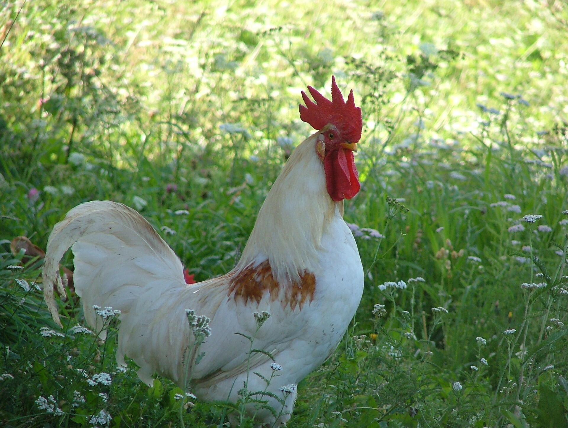 Cock