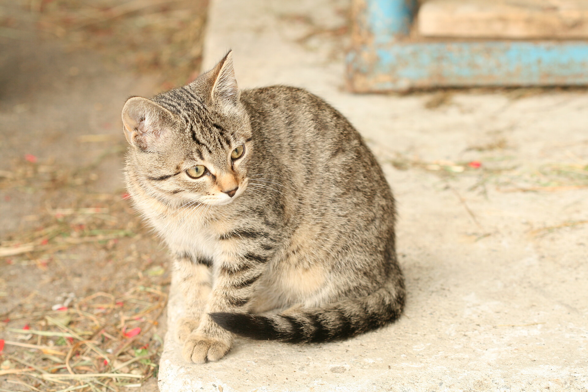 Cat