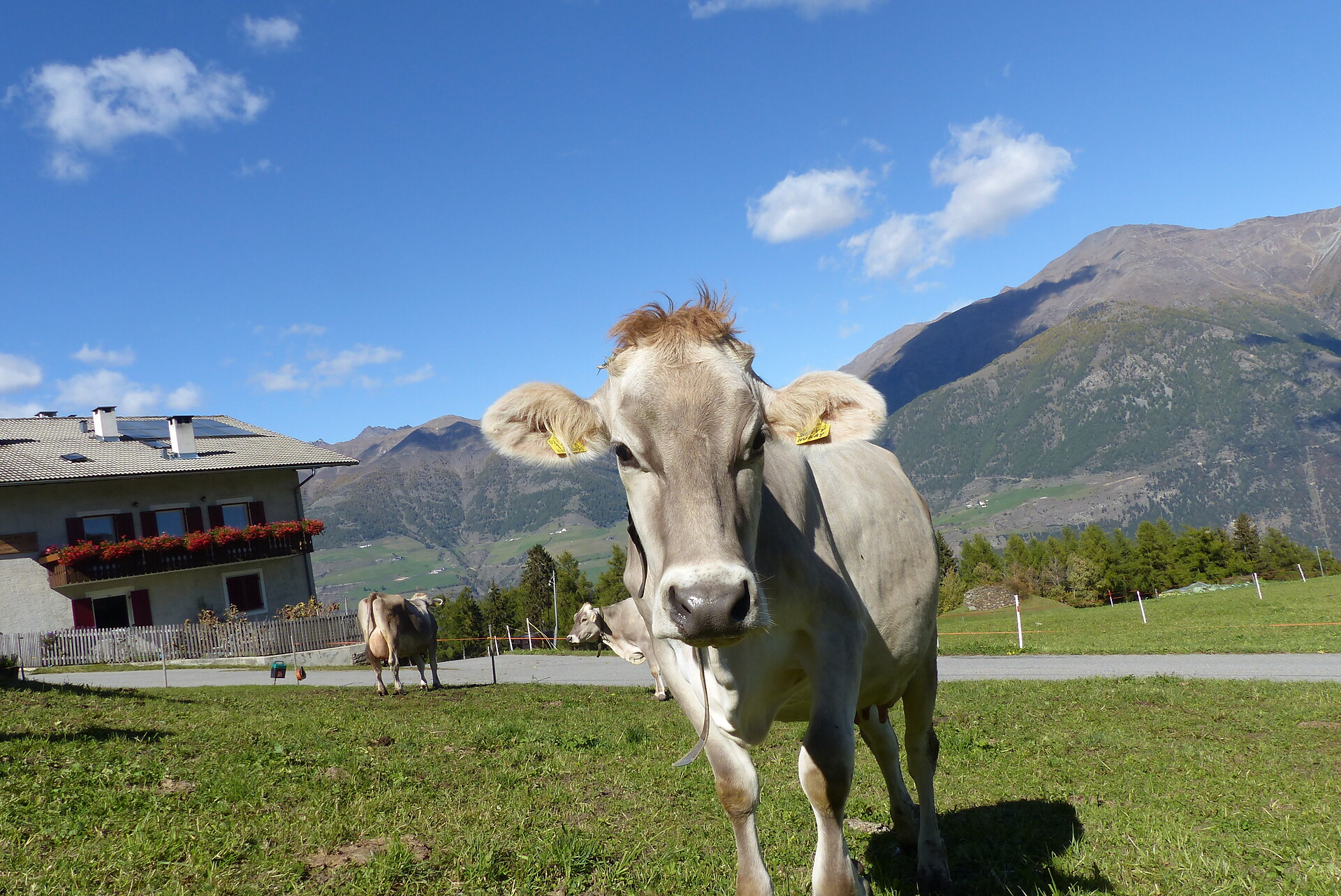 Farm animals: cows
