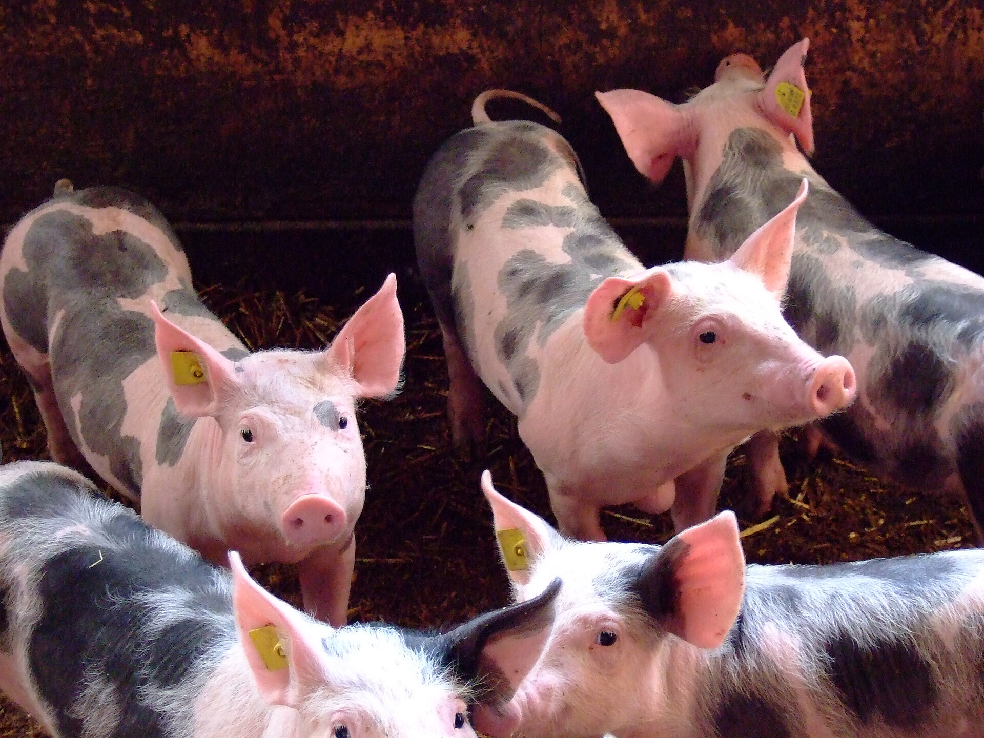 Pigs