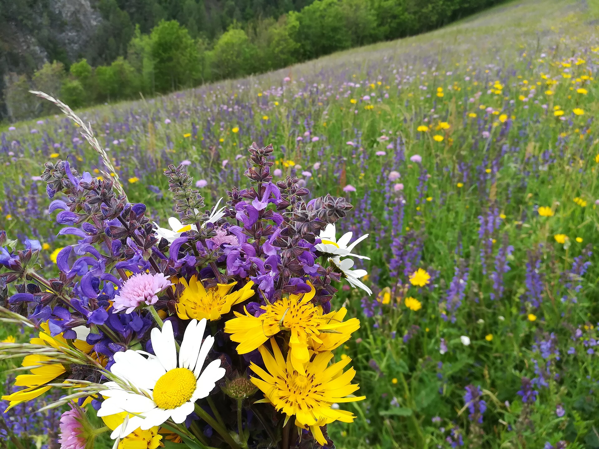 our meadows in spring