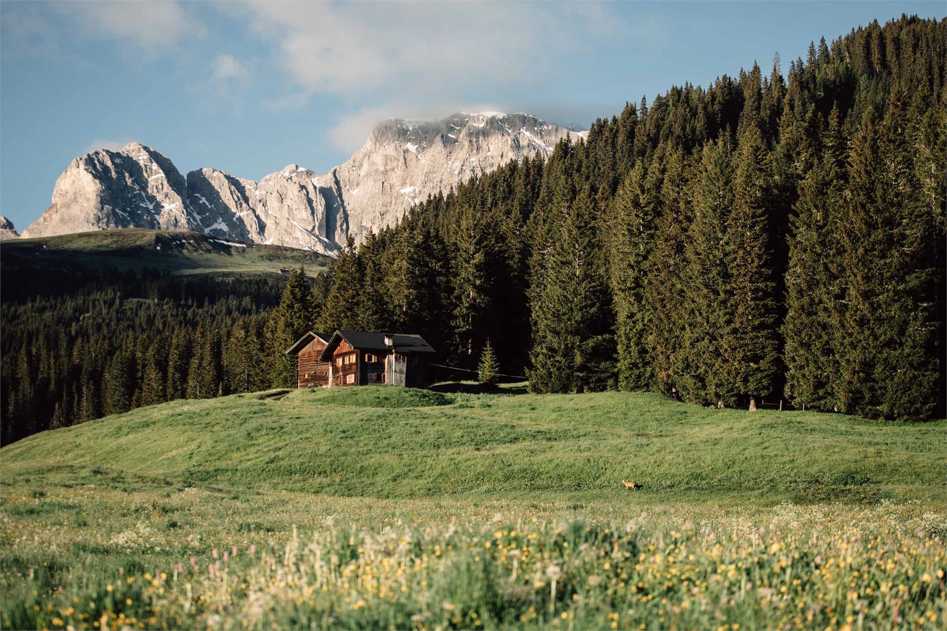 Maliderschwaige Kastelruth 3 suedtirol.info