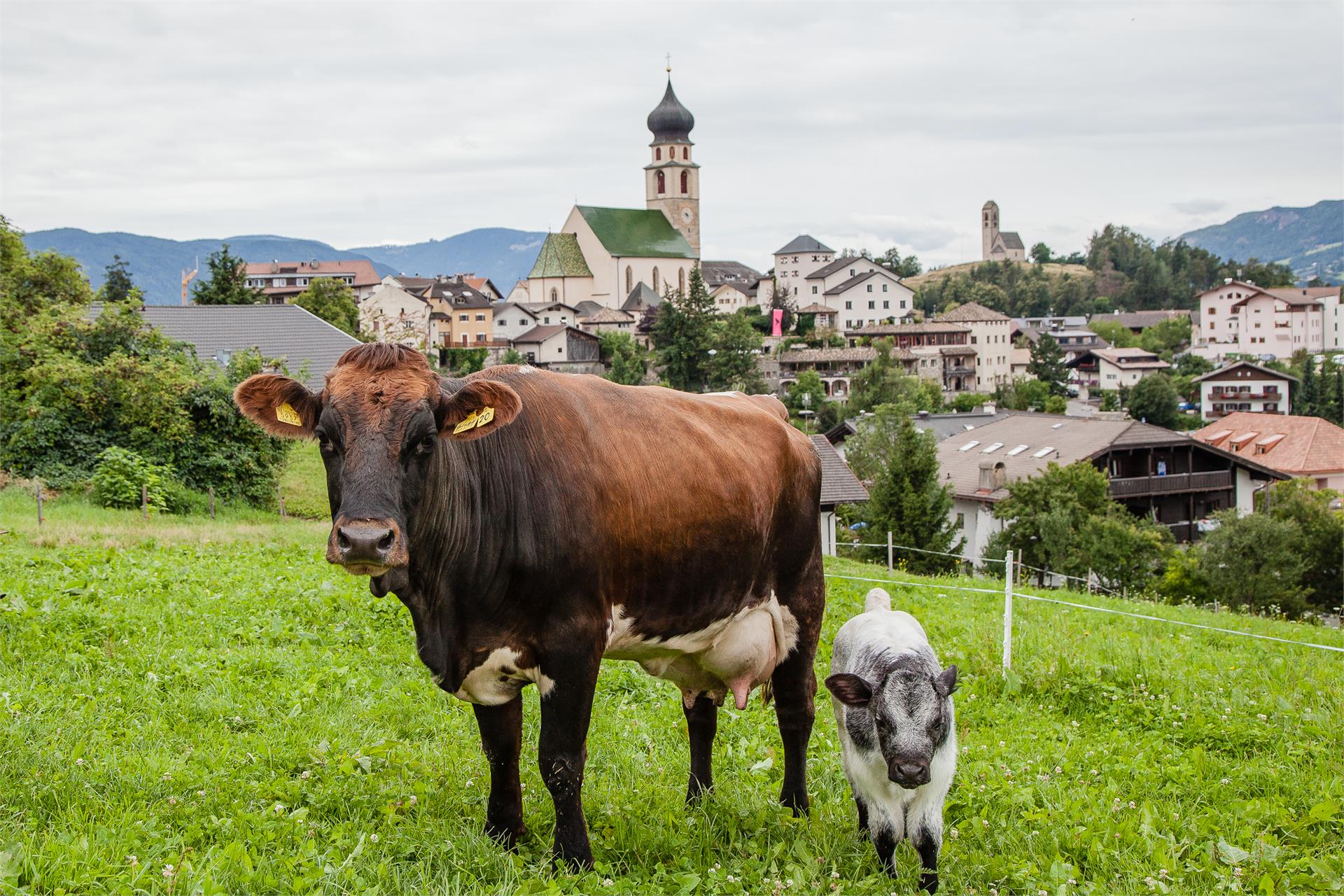 Merlhof Völs am Schlern 28 suedtirol.info